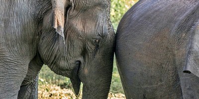 rewilding india elephant