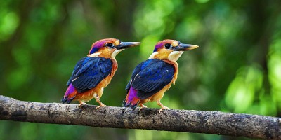 dwarf kingfisher