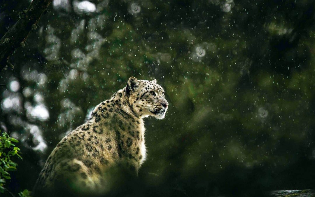 Government committed to landscape restoration for snow leopard habitat conservation