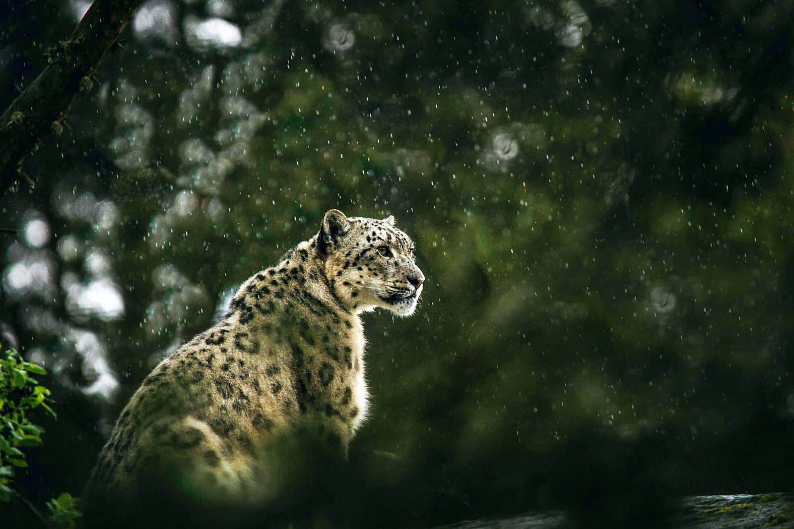 government-committed-to-landscape-restoration-for-snow-leopard-habitat